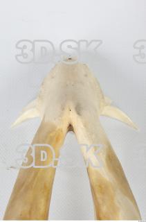 Skull Boar - Sus scrofa 0148